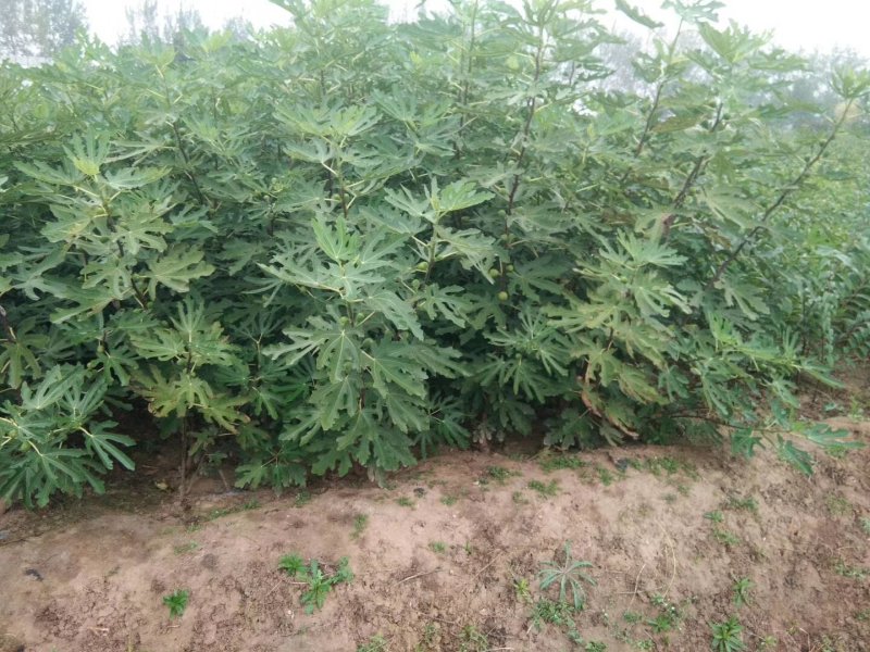 紫果，波姬红，青皮，黄蟠，布兰瑞克，金傲粉，玛斯义陶粉