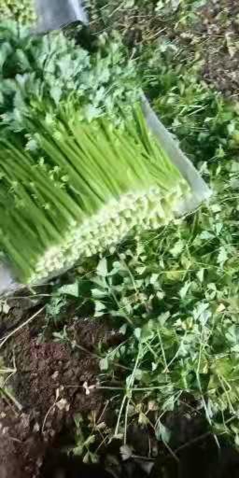 辽宁凌海产地直供芹菜产地直销质量好手工干净各种包装