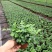 九里香盆栽室内花卉绿植净化空气耐修剪美观