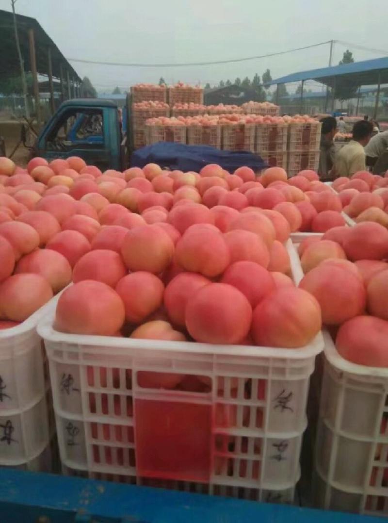 西红柿，产地直供，质优价廉，全国发货，大量上市
