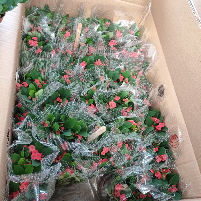 铁海棠虎刺梅盆栽多肉室内花卉绿植带花带盆发货