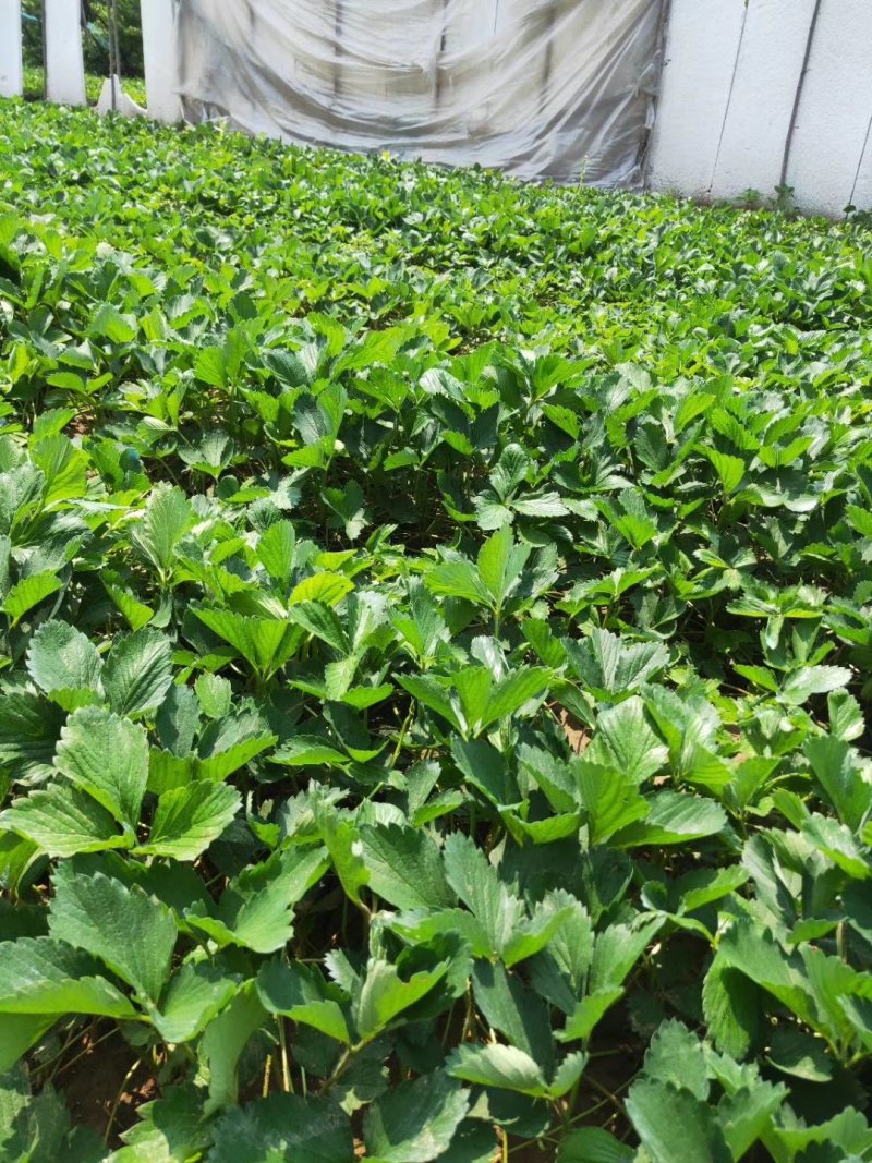 红颜草莓苗种苗妙香七号草莓苗育苗基地脱毒草莓苗