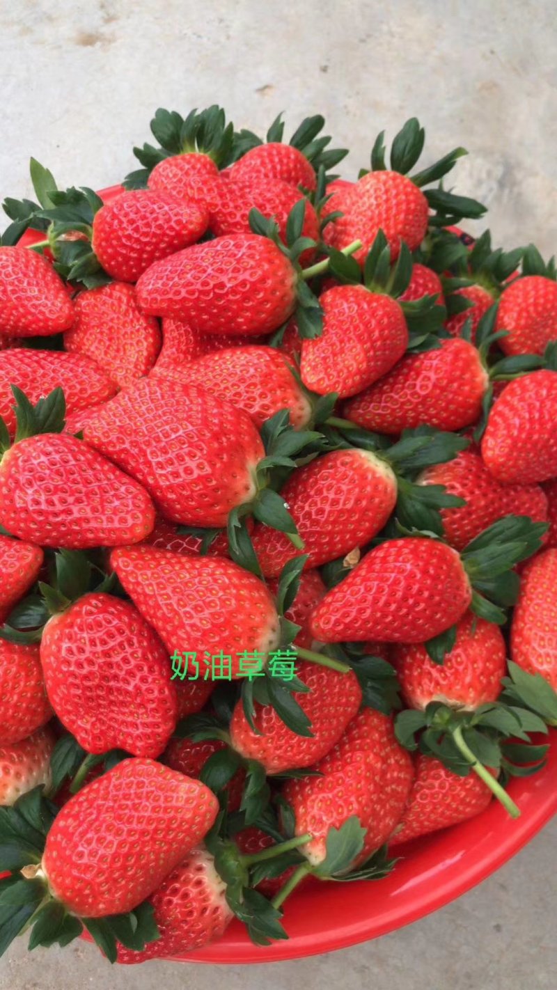 红颜草莓苗种苗妙香七号草莓苗育苗基地脱毒草莓苗