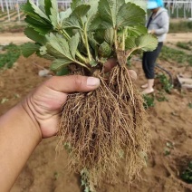 建德白露草莓苗基地隋珠香野草莓苗批发采摘园草莓苗品种