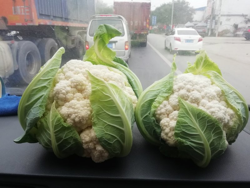 甘蓝，白花，松花