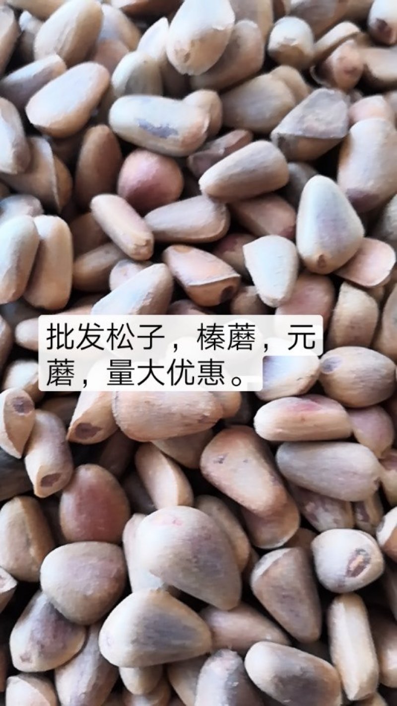 开口松子