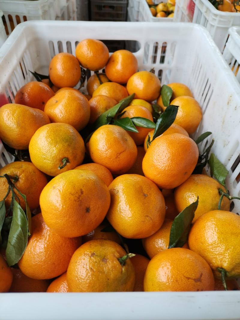 高山蜜橘柑橘，柑桔蜜橘城固县蜜桔大量上市了