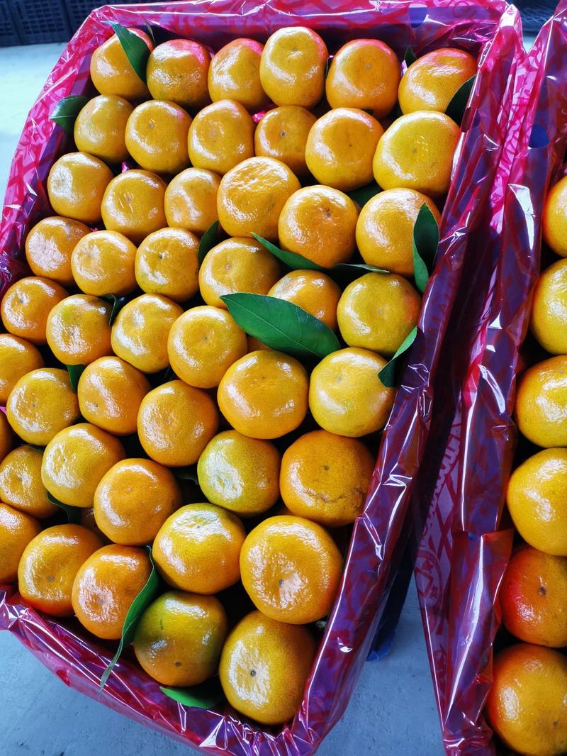 高山蜜橘柑橘，柑桔蜜橘城固县蜜桔大量上市了