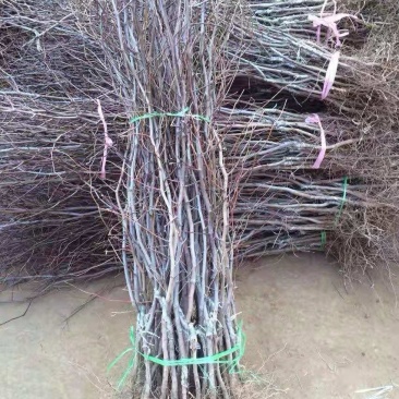 冬枣树苗育苗基地占地枣树苗批发小枣树苗价格