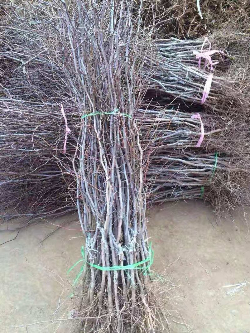 冬枣树苗育苗基地占地枣树苗批发小枣树苗价格