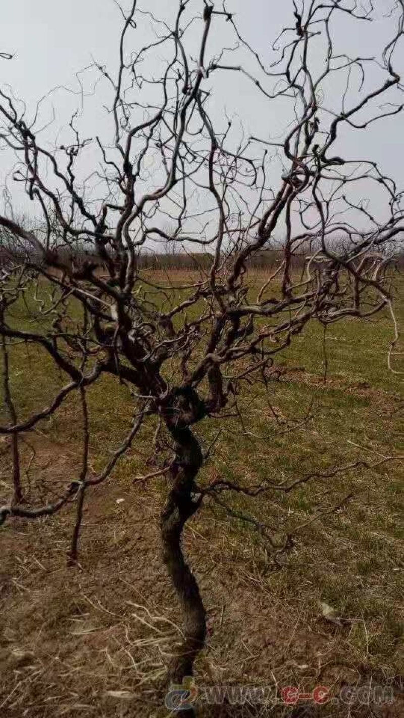 冬枣树苗育苗基地占地枣树苗批发小枣树苗价格
