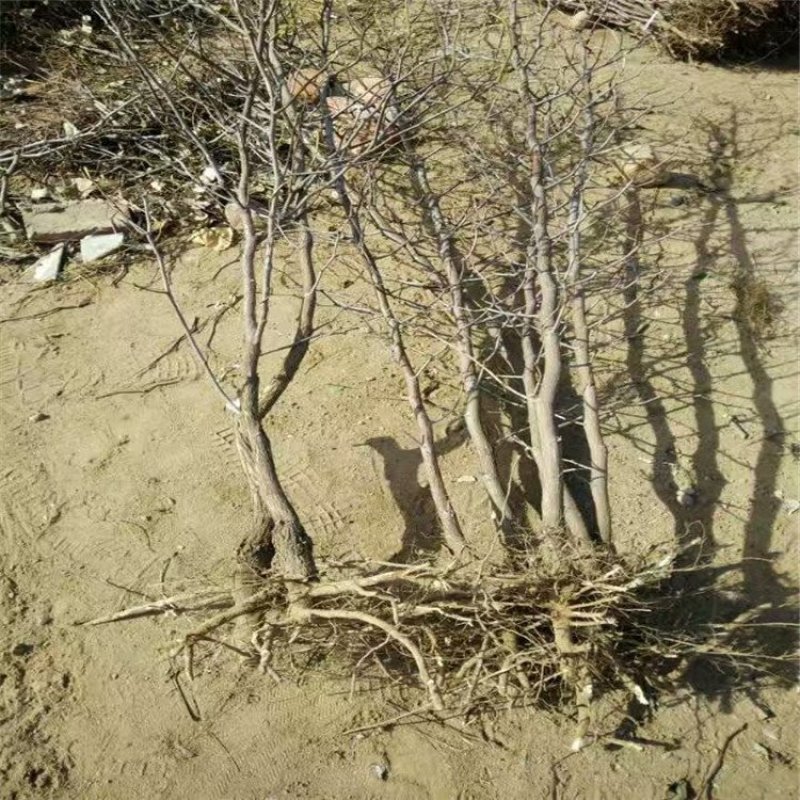 冬枣树苗育苗基地占地枣树苗批发小枣树苗价格