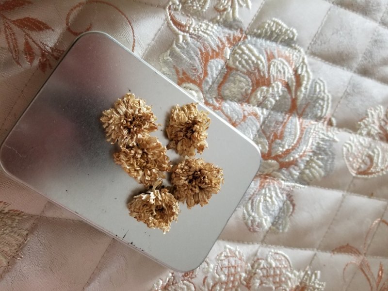 珍珠菊花