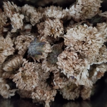 珍珠菊花