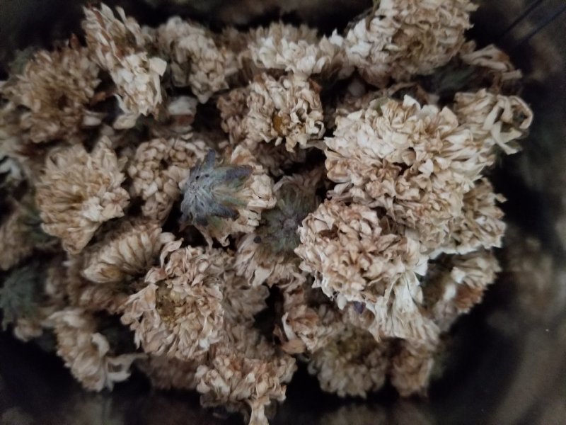 珍珠菊花