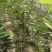 美早樱桃苗批发吉塞拉樱桃苗品种苗育苗基地樱桃树苗