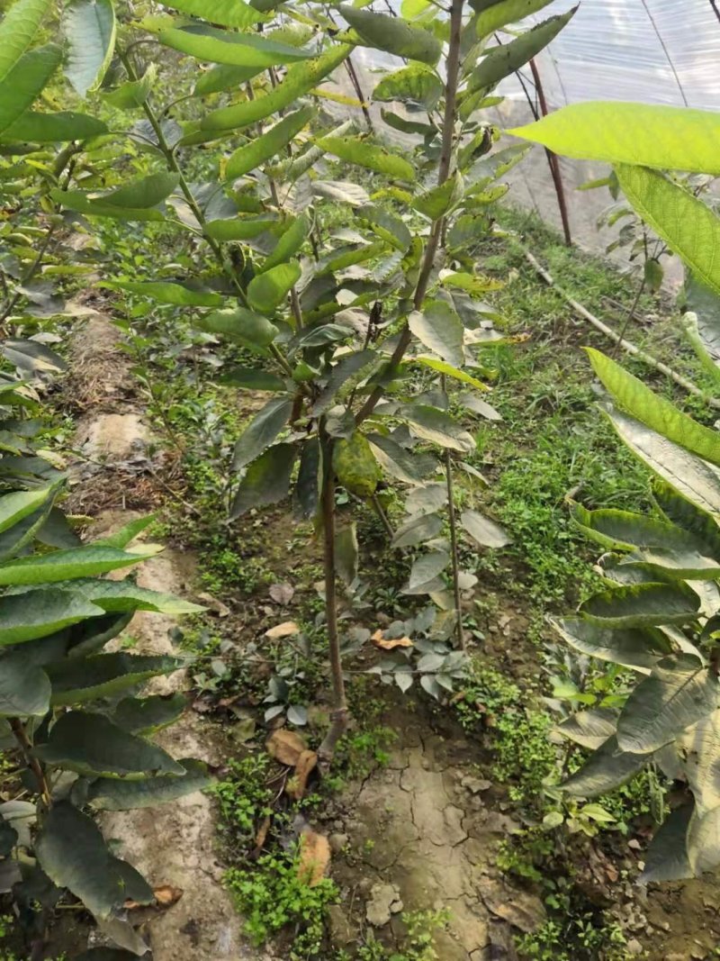 美早樱桃苗批发吉塞拉樱桃苗品种苗育苗基地樱桃树苗