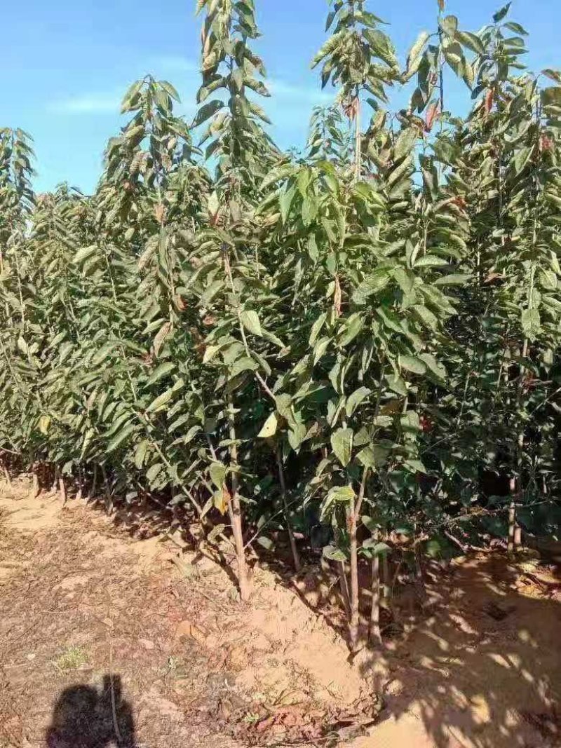 美早樱桃苗批发吉塞拉樱桃苗品种苗育苗基地樱桃树苗