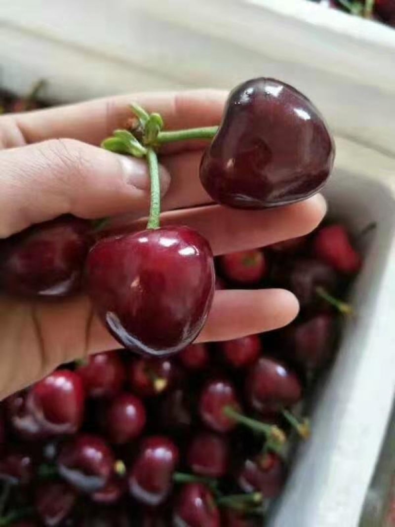 美早樱桃苗批发吉塞拉樱桃苗品种苗育苗基地樱桃树苗
