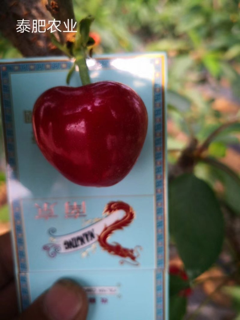 美早樱桃苗批发吉塞拉樱桃苗品种苗育苗基地樱桃树苗