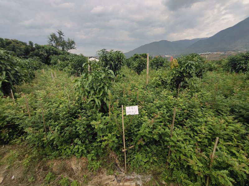 云南保山潞江坝清香木杯苗