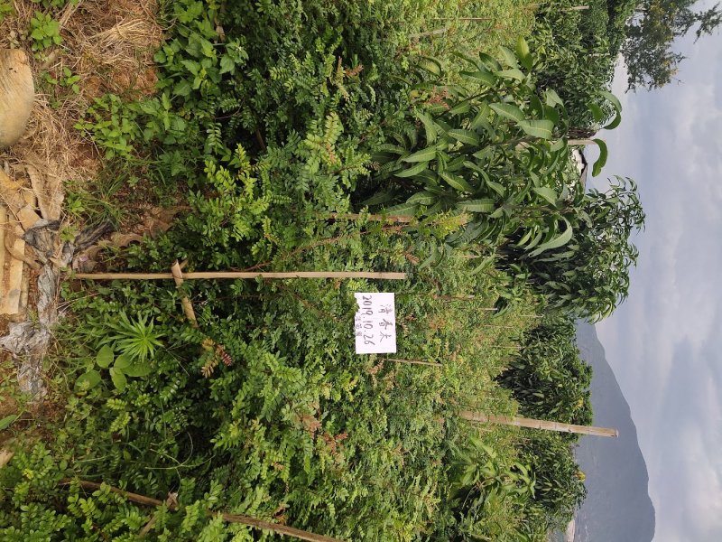 云南保山潞江坝清香木杯苗