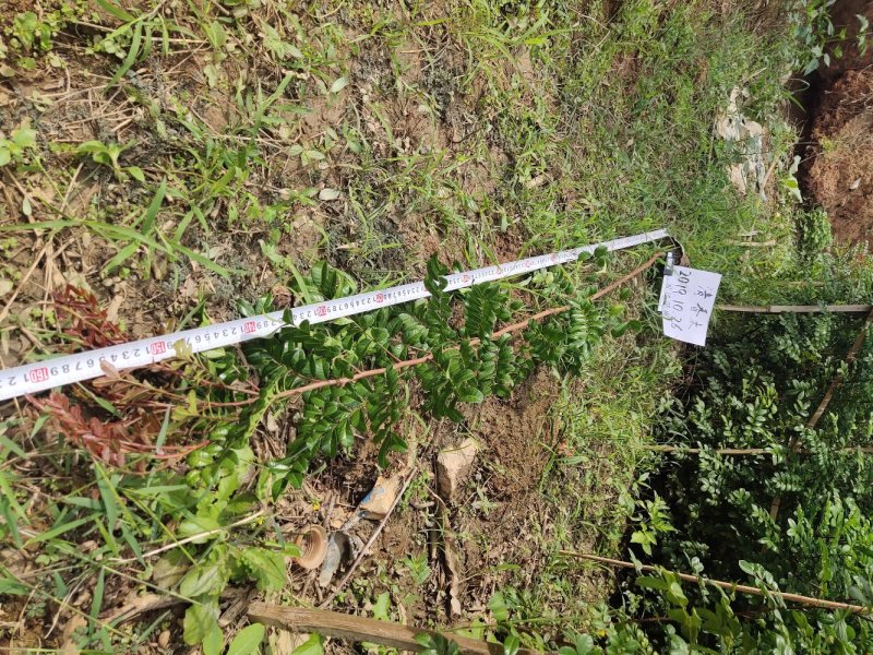 云南保山潞江坝清香木杯苗
