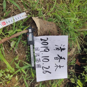 云南保山潞江坝清香木杯苗