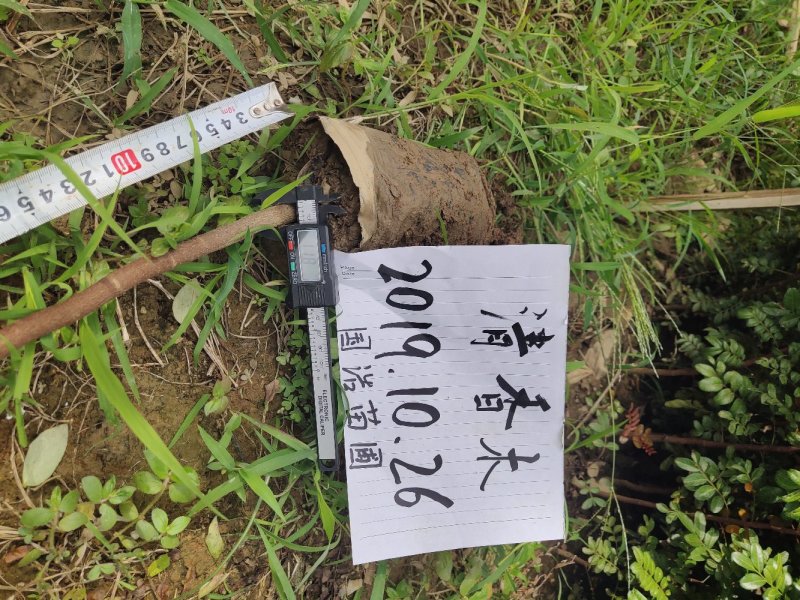 云南保山潞江坝清香木杯苗