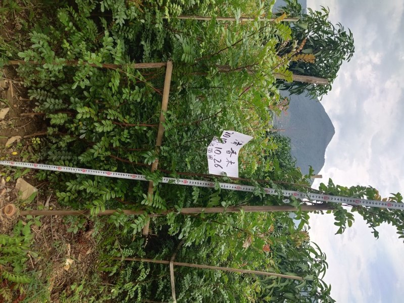 云南保山潞江坝清香木杯苗