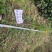 云南保山潞江坝清香木杯苗
