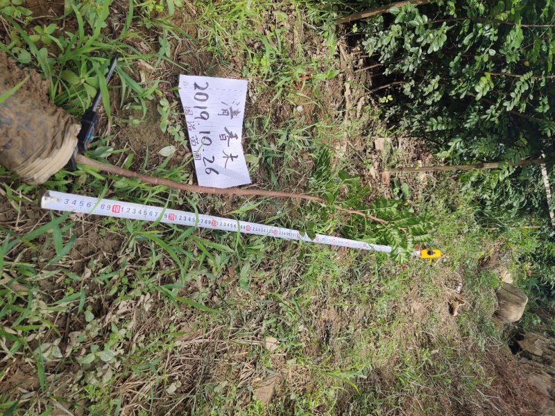 云南保山潞江坝清香木杯苗