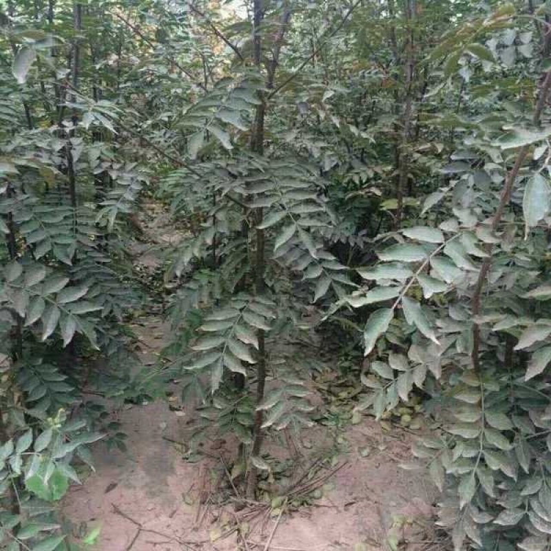 花椒树苗品种齐全现挖现发保证质量