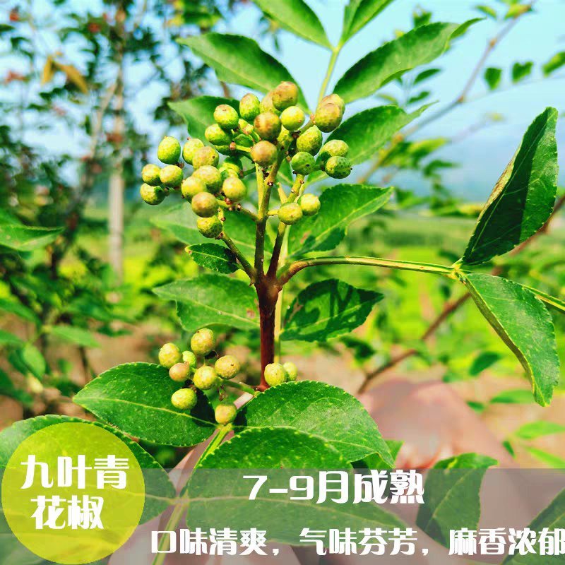 花椒树苗品种齐全现挖现发保证质量