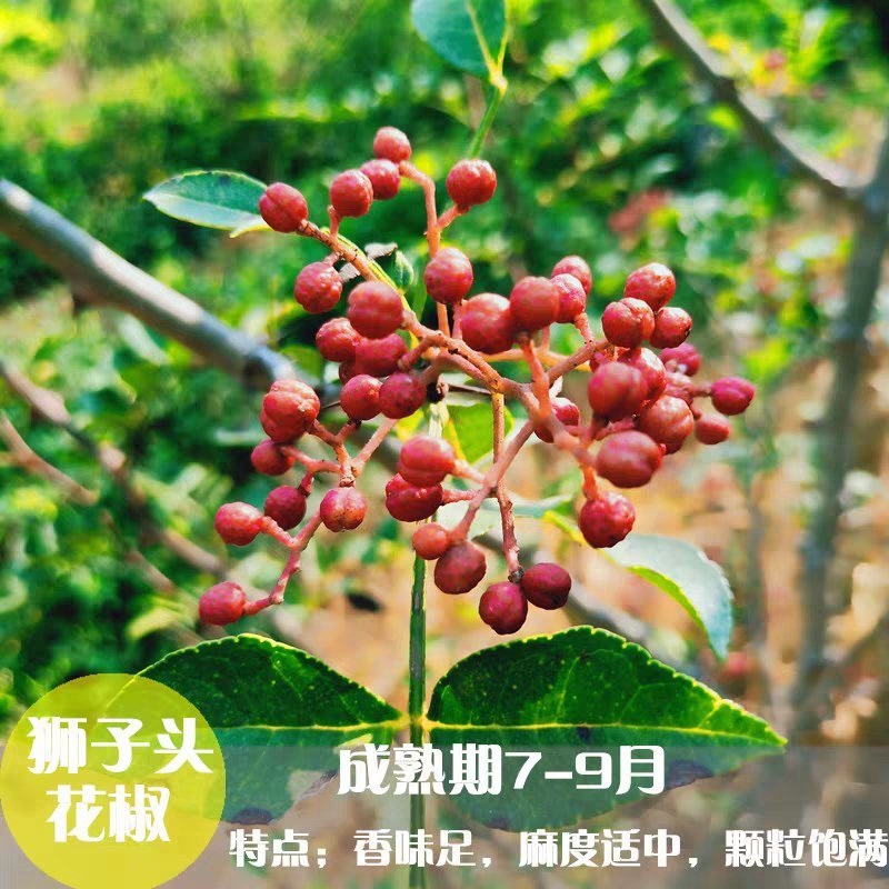 花椒树苗品种齐全现挖现发保证质量