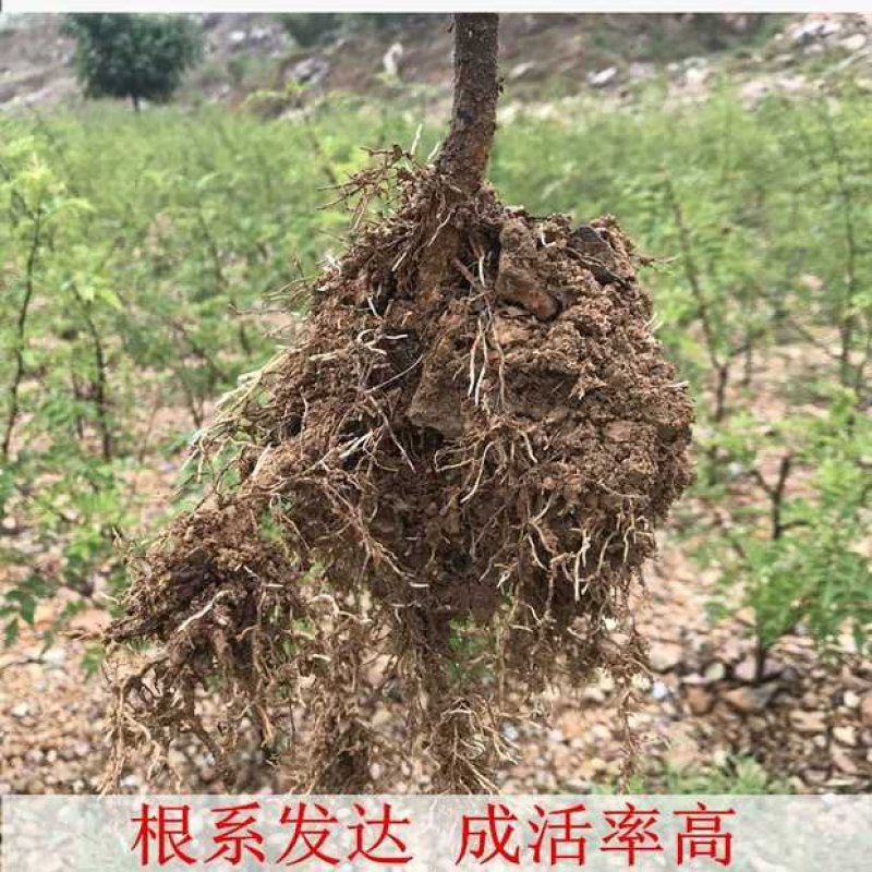 花椒树苗品种齐全现挖现发保证质量