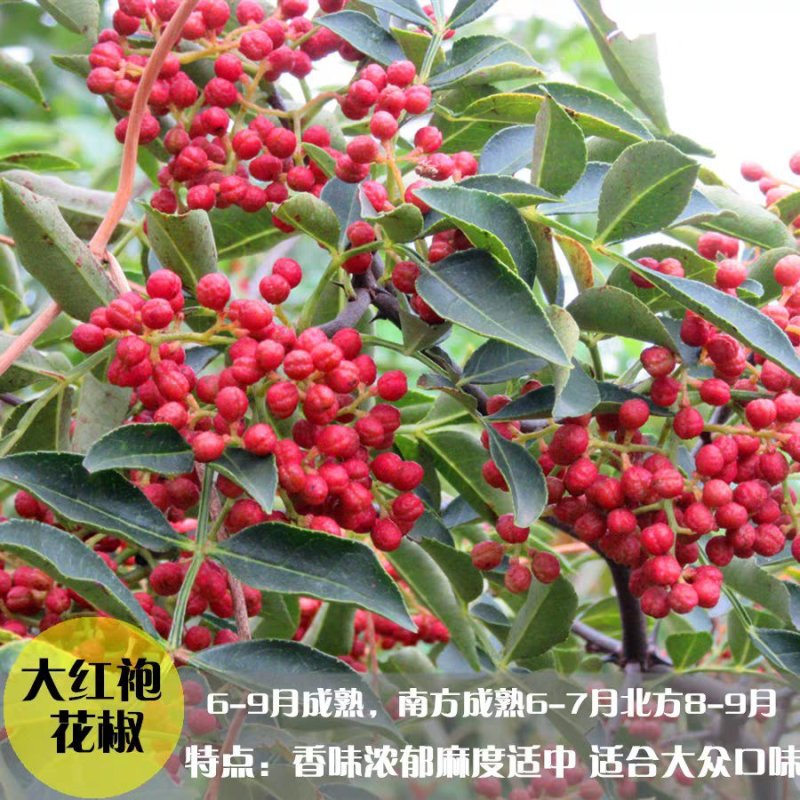 花椒树苗品种齐全现挖现发保证质量
