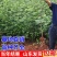花椒树苗品种齐全现挖现发保证质量