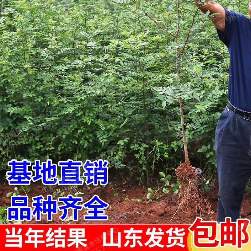 花椒树苗品种齐全现挖现发保证质量