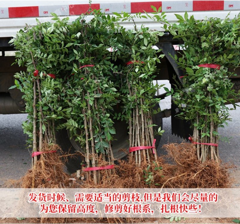 花椒树苗品种齐全现挖现发保证质量