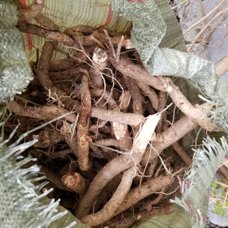 十年生以上凌霄花苗鲜根，中药材，育苗专用