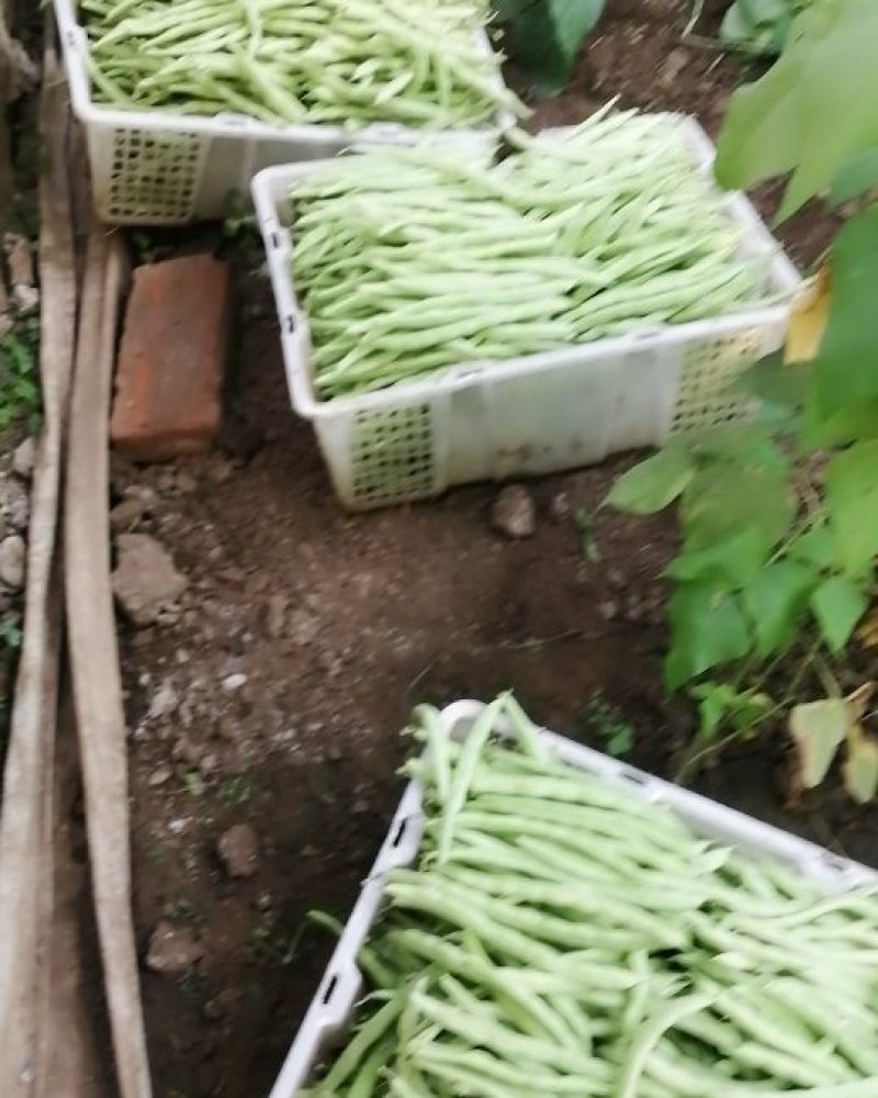 豆角