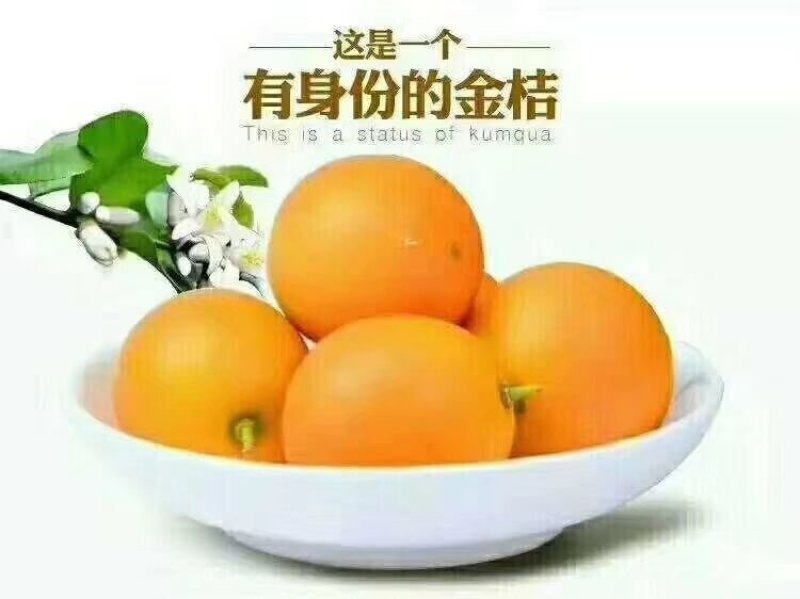 金桔