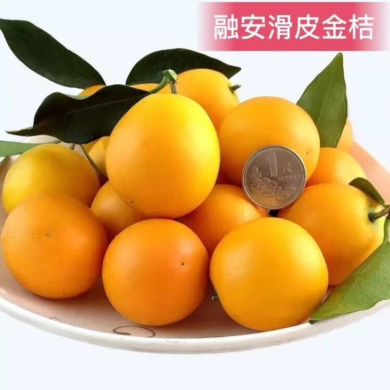 金桔