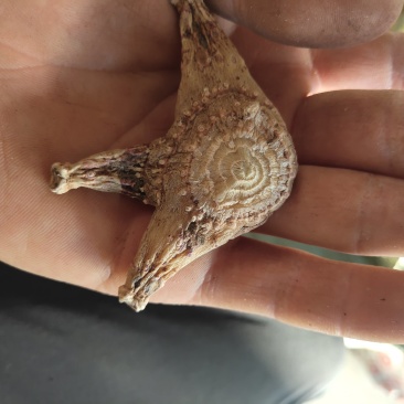 白芨三岔白芨个紫花白级选关书药业