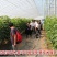 美人指葡萄苗基地直销包品种包邮现挖现发