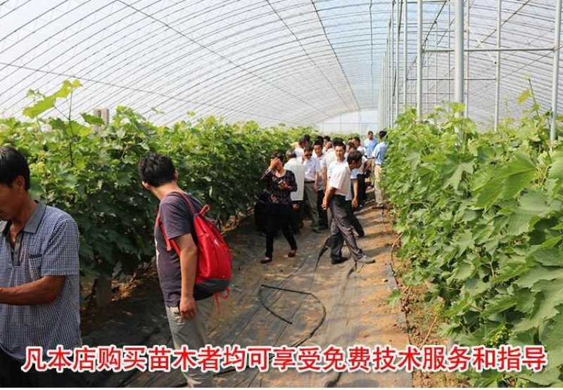 美人指葡萄苗基地直销包品种包邮现挖现发