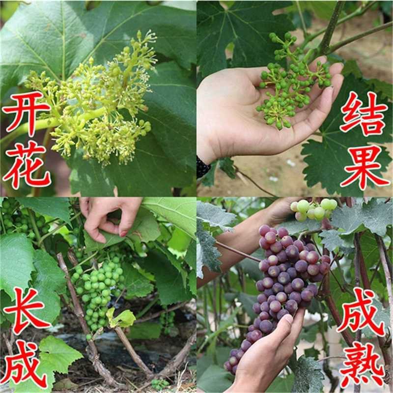 美人指葡萄苗基地直销包品种包邮现挖现发
