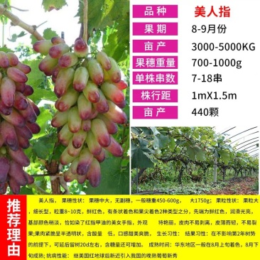 美人指葡萄苗基地直销包品种包邮现挖现发