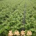 美人指葡萄苗基地直销包品种包邮现挖现发